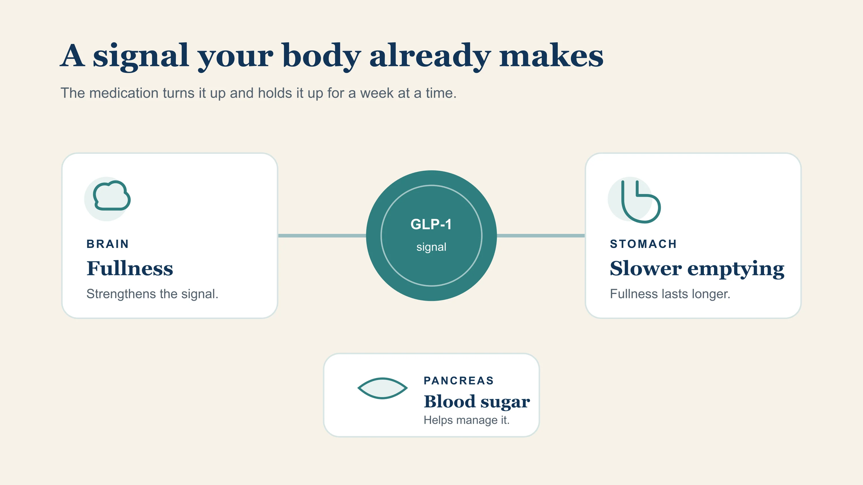 A central GLP-1 signal connects to the brain for fullness, the stomach for slower emptying, and the pancreas for blood sugar management.