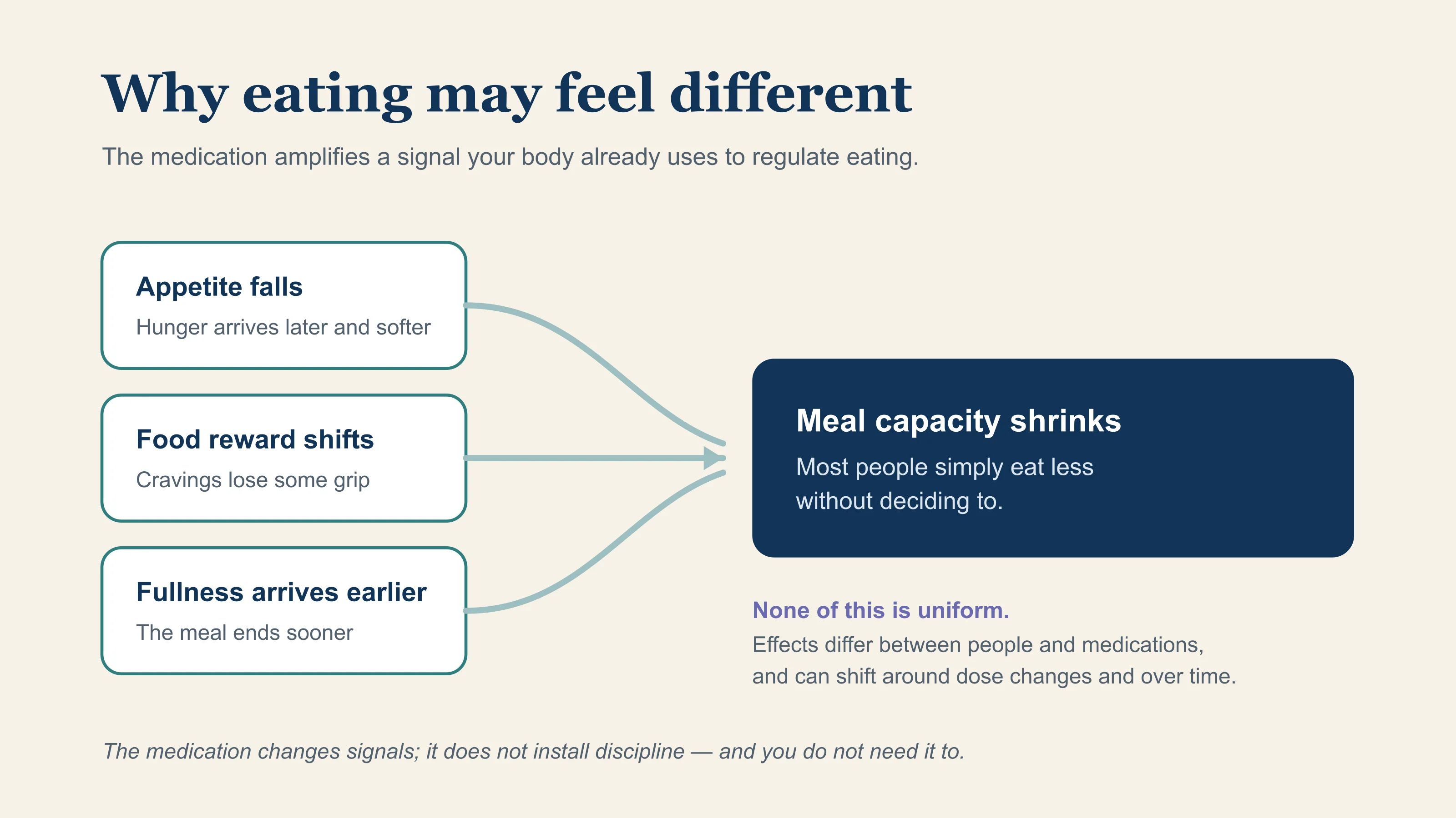 Appetite falls, food reward shifts, and fullness arrives earlier, converging on one practical result: meal capacity shrinks and most people simply eat less without deciding to. Effects vary between people and medications and can shift over time.