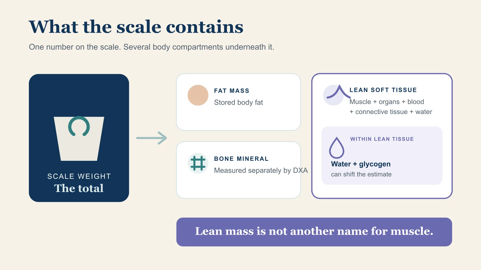 Scale weight includes fat mass, lean soft tissue, and bone mineral. Water and glycogen sit within lean soft tissue and can change its estimate. Lean mass includes more than skeletal muscle.