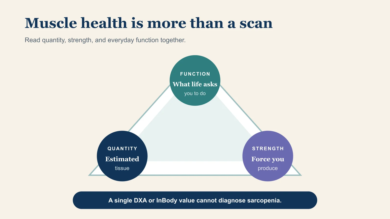 Muscle health includes estimated tissue quantity, strength, and everyday function. A single scan does not describe the whole picture.