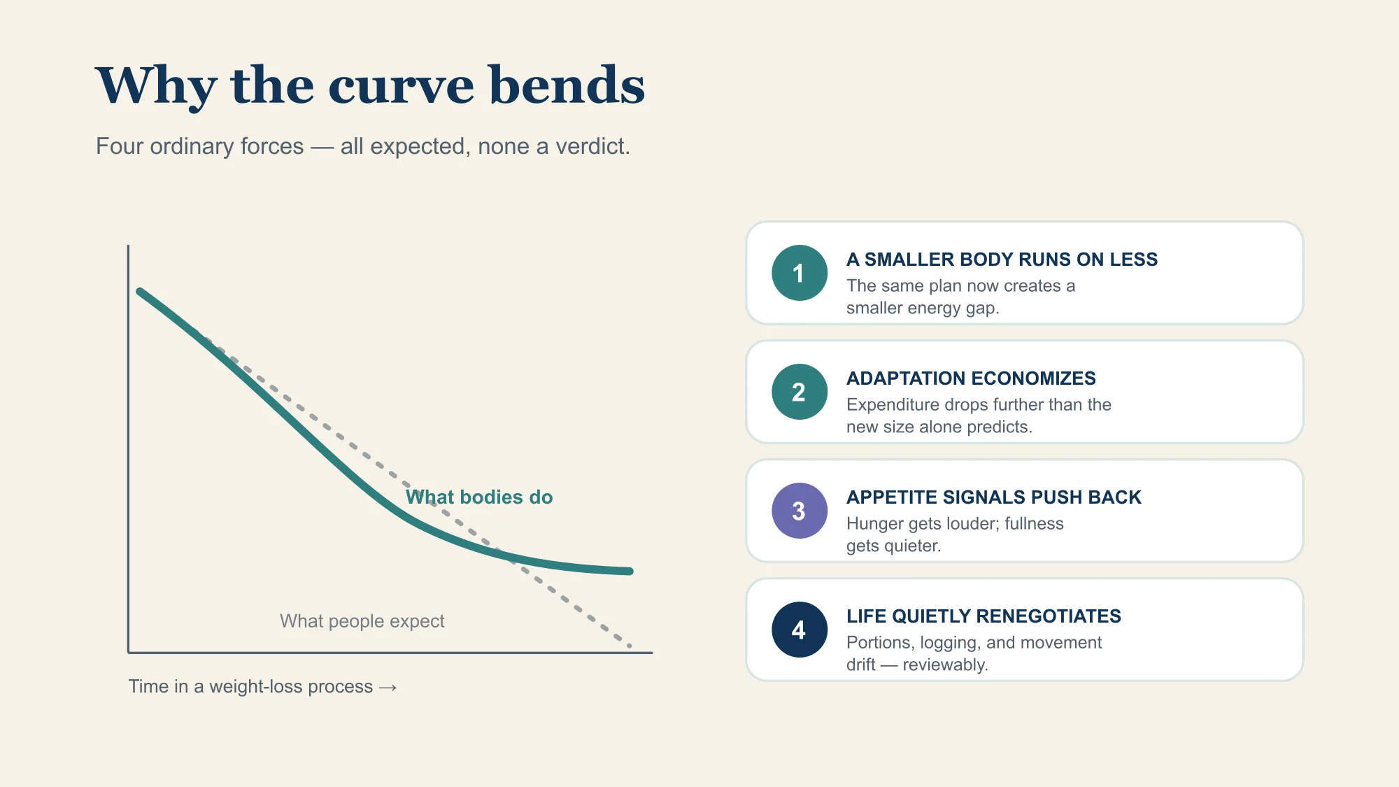 A weight-trend curve bends from steady decline to flat, with four labeled contributors: a smaller body costs less energy, adaptation lowers energy expenditure, appetite signals push back, and behavior quietly drifts.