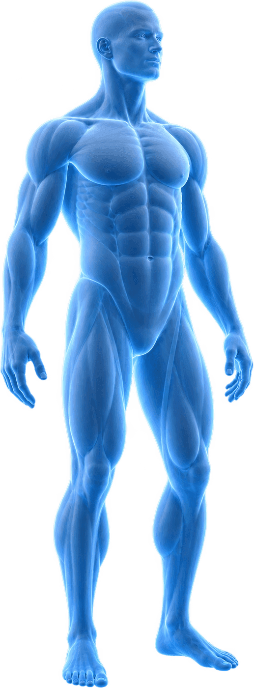 Blue anatomical visualization of an adult male body